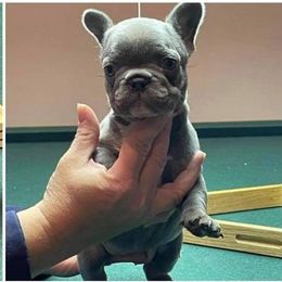French Bulldog Puppies from Rock Ridge Frenchies