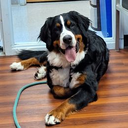 Faye - Bernese Mountain Dog