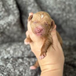 Valor - Red  male Goldendoodle puppy in Wharton, Texas from Little Fur Friends