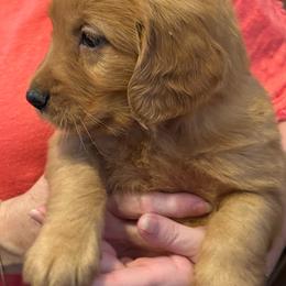 Sandra Dee - Dark golden female Golden Retriever puppy in Anson, Texas from Diamond Bar N Ranch