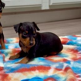Video Brodie - Black and rust male Miniature Pinscher puppy in Eatonton, Georgia from TNT Puppies