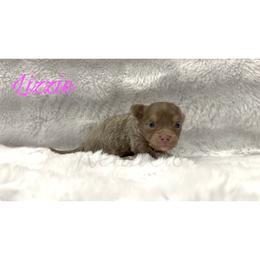 Lizzie (lilac tan-point) - Blue female Chihuahua puppy in Patchogue, New York from Cloudshadow Kennels