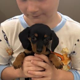 Rosie - Black and cream female Dachshund puppy in Ft Dodge, Iowa from Secret Reality