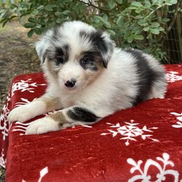Tourmaline - Blue merle male Australian Shepherd puppy in Alvin, Texas from Oasis Australian Shepherd