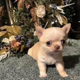 Sandy - Cream and white female Chihuahua puppy in Northboro, Iowa from So Sweet Chihuahuas