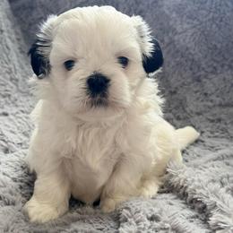Dottie - Black and white female Shih Tzu puppy in Northridge, California from Our ShihTzu Family