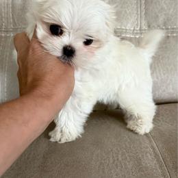Girl 1 - White female Maltese puppy in Hernando Beach, Florida from Minipupps