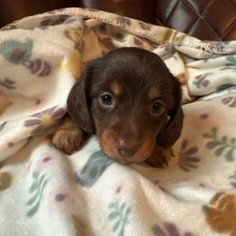 Orange-Rey - Chocolate and cream female Dachshund puppy in Waukegan, Illinois from Rolling and Howling Basset Hounds and Dachshunds