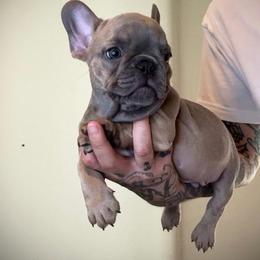 Tiny Tim - Blue fawn male French Bulldog puppy in Port St. Lucie, Florida from The Family Bullies