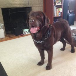 Labrador Retriever Puppies from Showtime Labradors