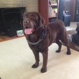 Labrador Retriever Puppies from Showtime Labradors