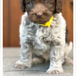 Miss Yellow - Chocolate female Australian Labradoodle puppy in Wake Forest, North Carolina from Lucky Country Labradoodles