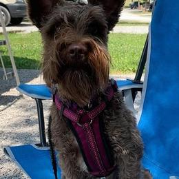 Havanese, Miniature Schnauzers, Poodles, and Schnoodles from Mashburns Little Munchkins