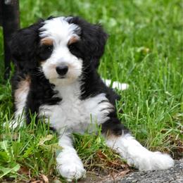 White boy - Tri-color male Bernedoodle puppy in Waukesha, Wisconsin from Bernedoodle Boutique (and Cavapoos)