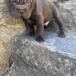 Chinese Shar-Pei and Companion Cross Puppies from Mini Hippo Land