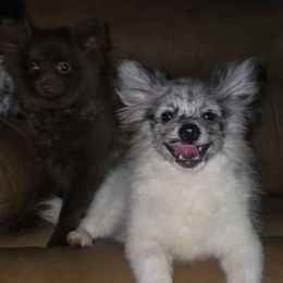 Hunnibunnies Gomez Addams - Blue merle male Pomeranian puppy in Cleveland, Ohio from Hunnibunnies