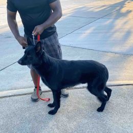 German Shepherds from Darron Moore's German Shepherd