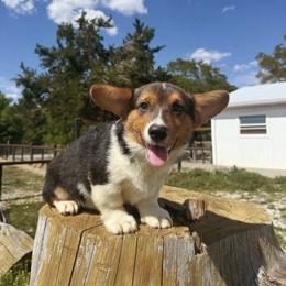 Zayn - Black and tan male American Corgi puppy in Inverness, Florida from Canaan Farm Corgis