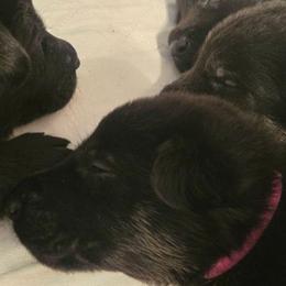 Girl 1 - Black female German Shepherd puppy in Grimesland, North Carolina from Von Stancill German Shepherds