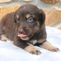 Sriracha - Red tri-color female Australian Shepherd puppy in Macon, Georgia from Shaina’s Shepherds