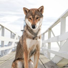 Shikokus from Aoiyama Sou Shikoku Kennel