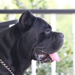 Eli - Cane Corso