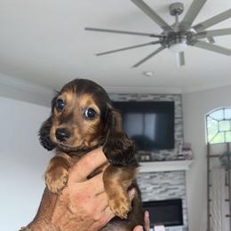 Dachshund and French Bulldog Puppies from Trust Fund Devil Kennel