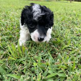BWM - Parti male Poodle puppy in Bee Branch, Arkansas from Scroggins Creek Doodles