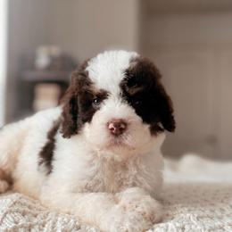 Venice - Phantom male Bernedoodle puppy in Maricopa, Arizona from Desert Ridge Doodles