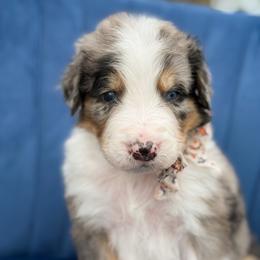 Louisa - UNFURNISHED - Blue merle female Bernedoodle puppy in Bellville, Ohio from Bernedoodle Buddies