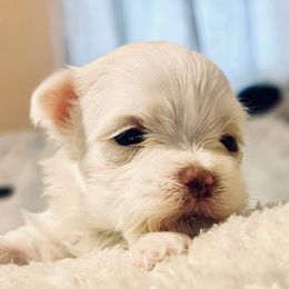 Ziggy - White male Maltese puppy in Hephzibah ( Richmond County ), Georgia from Healing Pawz LLC
