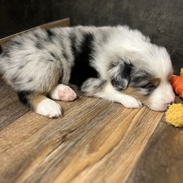 Australian Shepherd Puppies from Bombshell Australian Shepherds