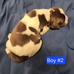 Boy 2 - Black white and tan male English Springer Spaniel puppy in Socorro, New Mexico from Huntin' Buddies