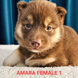 Female 1 - Red and white female Siberian Husky puppy in Pennsylvania from Breezy Valley Siberians