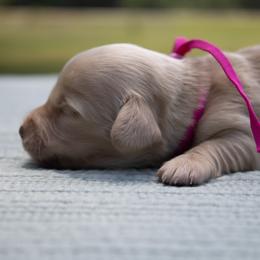 Mina - Cream female Dachshund puppy in Excel, Alabama from CJ’s Little Palace