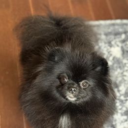 Jolene - Pomeranian