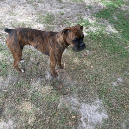 Athena - Boxer