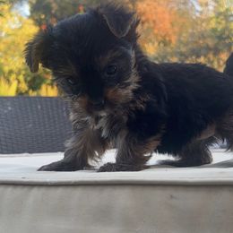 Yorkshire Terriers from Homeoftheyorkieandpups