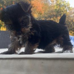 Yorkshire Terriers from Homeoftheyorkieandpups