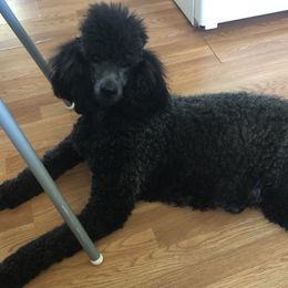 Poodle All Grown Up from Pearson’s Poodles