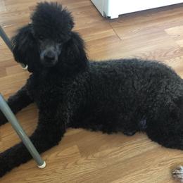 Poodle All Grown Up from Pearson’s Poodles