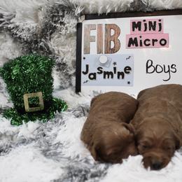 Goldendoodle and Poodle Puppies from Partridge Doodles and Poodles