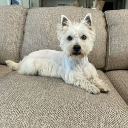Nessie - West Highland White Terrier
