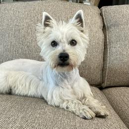 Nessie - West Highland White Terrier