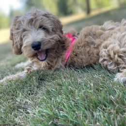 Aussiedoodle, Double Doodle, Goldendoodle, and Labradoodle Puppies from Doodle Paw Ranch