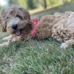 Aussiedoodle, Double Doodle, Goldendoodle, and Labradoodle Puppies from Doodle Paw Ranch
