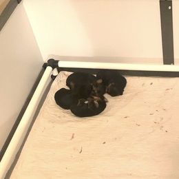 Lucy - Black and gold female Yorkshire Terrier puppy in Indianapolis, Indiana from Supreme Pups