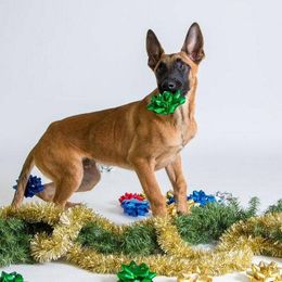 Belgian Malinois, Labrador Retriever, and Shetland Sheepdog Puppies from StoneFox