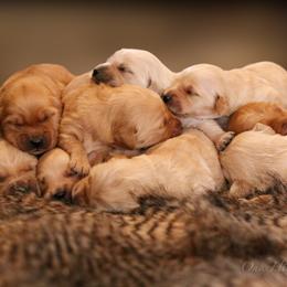 Golden Retriever Puppies from Oak Hill Kennels