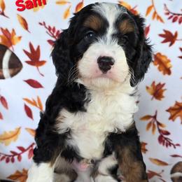Sam - Tri-color male Bernedoodle puppy in Seymour, Tennessee from Lollie's Doodles